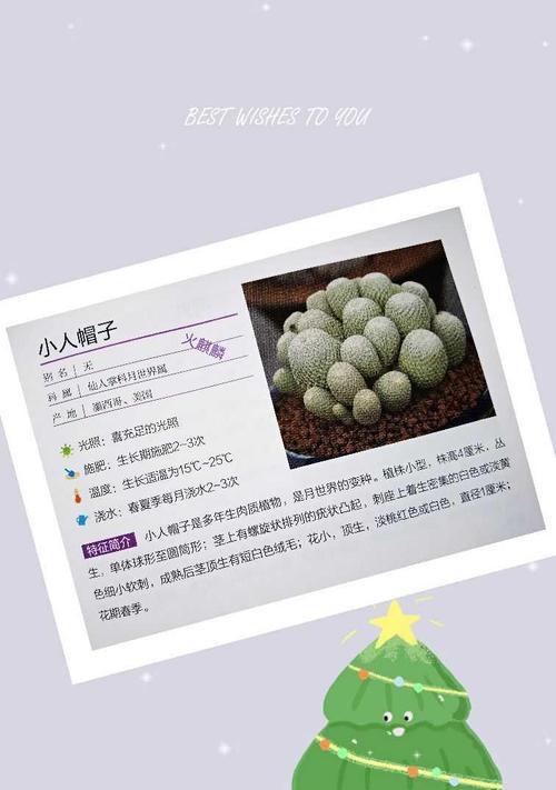 仙人掌白小丁的养护方法和常见问题解答