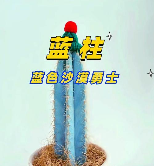 仙人掌白小丁的养护方法和常见问题解答