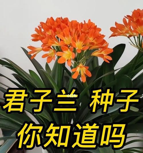 君子兰开花不结种子的原因是什么？