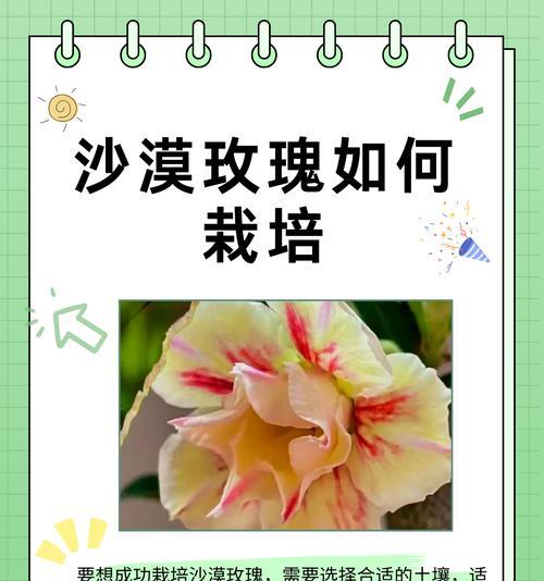 没农药的玫瑰花如何养护？养殖过程中需要注意什么？