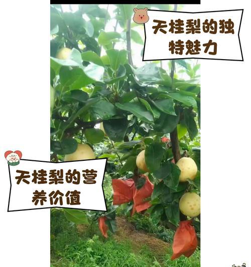 梨果仙人掌种植的经济效益如何？