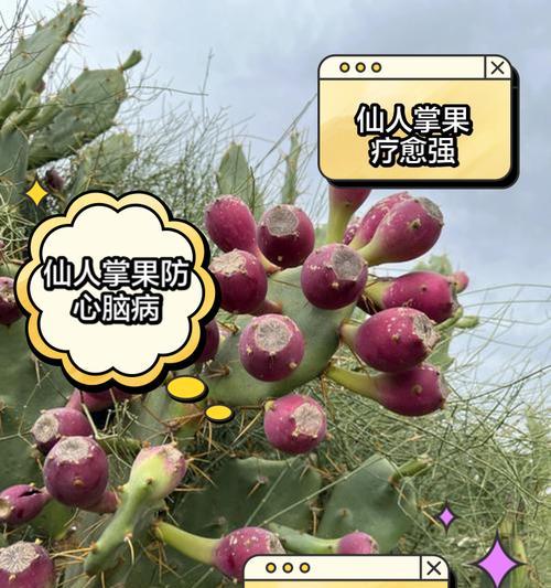 梨果仙人掌种植的经济效益如何？