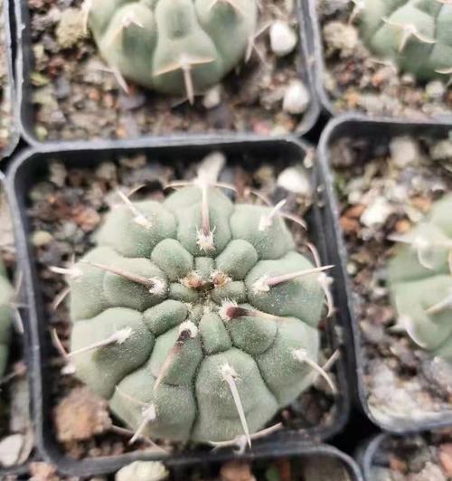 全是小刺的仙人球品种有哪些？