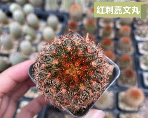 全是小刺的仙人球品种有哪些？