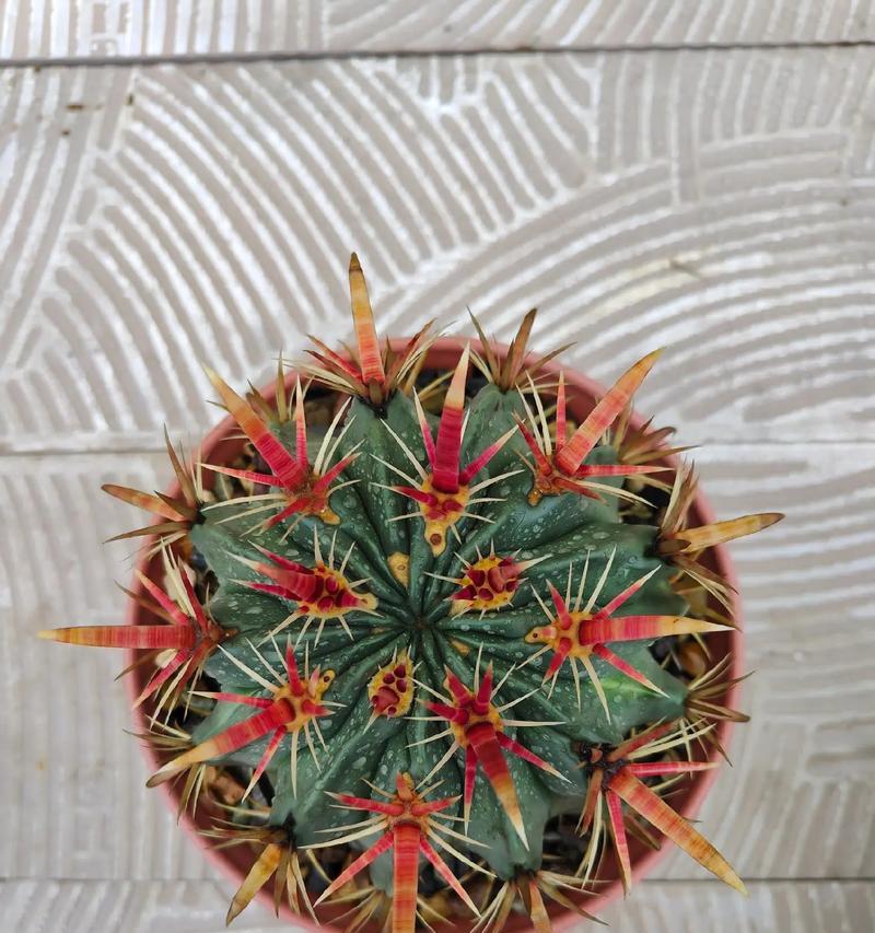 全是小刺的仙人球品种有哪些？