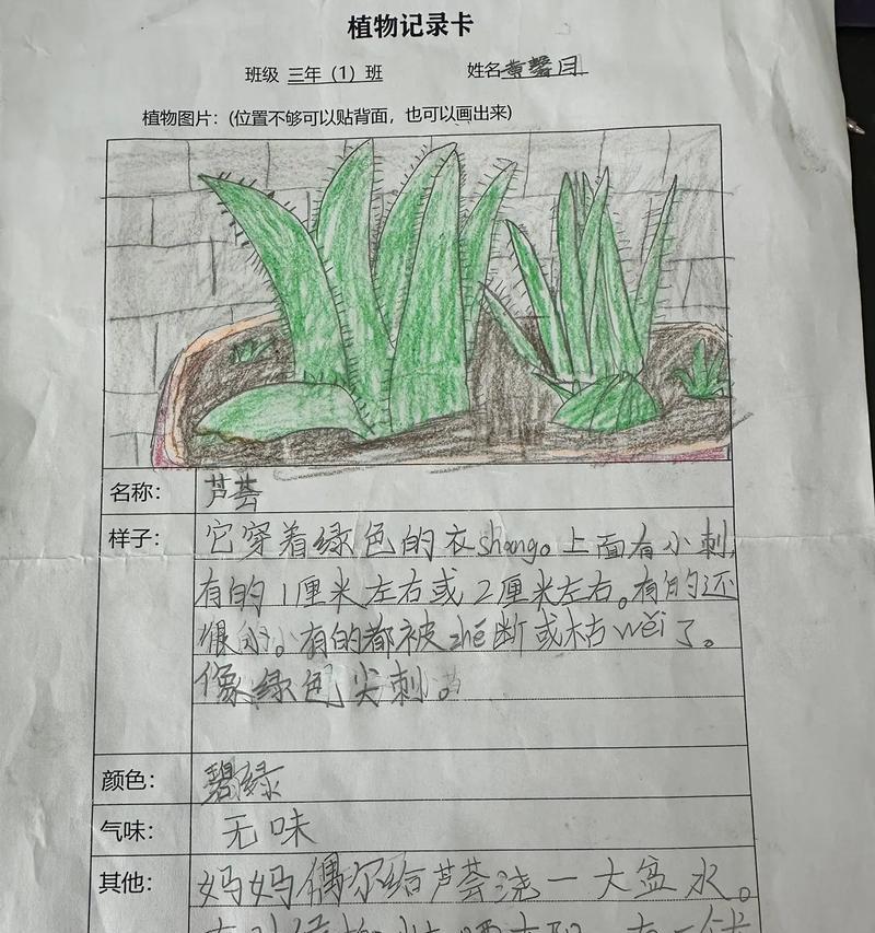 新采摘仙人球的种植步骤是什么？