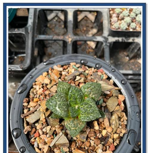 新采摘仙人球的种植步骤是什么？