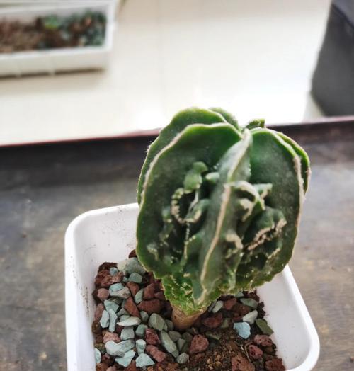 新采摘仙人球的种植步骤是什么？