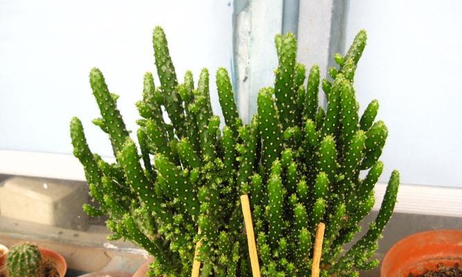 黄绿皮仙人球的正确养护方法是什么？有哪些常见问题？