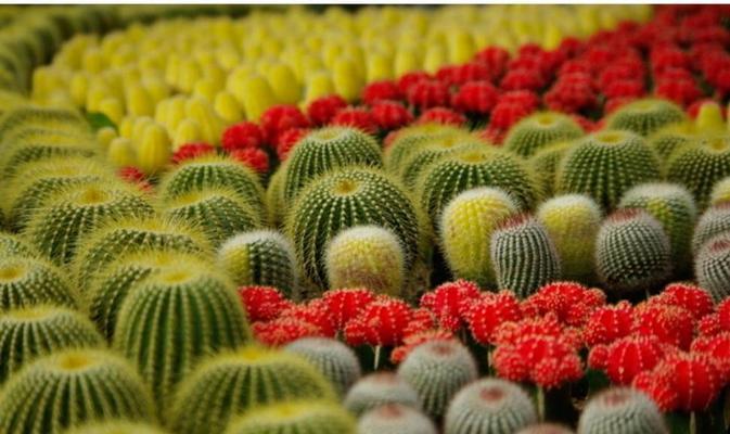 黄绿皮仙人球的正确养护方法是什么？有哪些常见问题？