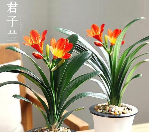 君子兰适合多大的盆栽？如何养护？