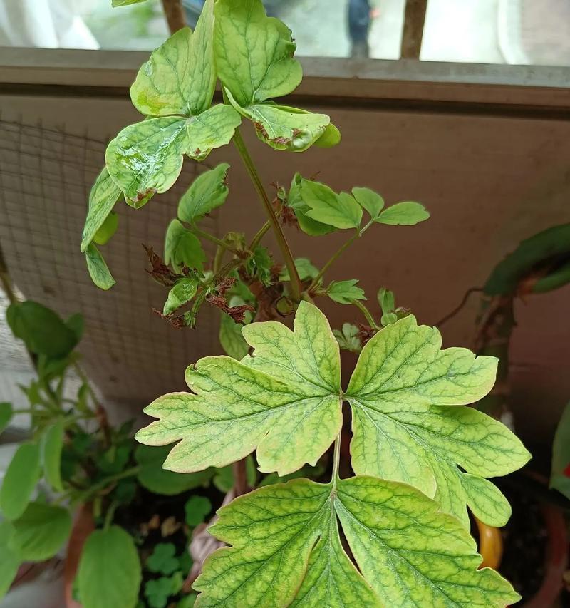 牡丹花花苞生长缓慢怎么办？