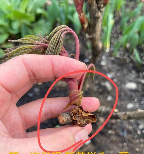 牡丹花花苞生长缓慢怎么办？