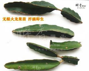 仙人球无根栽种技巧是什么？如何提高成活率？