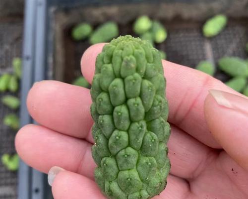 仙人球无根栽种技巧是什么？如何提高成活率？