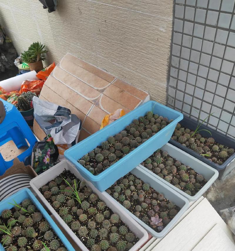开花仙人球种球种植步骤详解