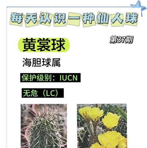 开花仙人球种球种植步骤详解