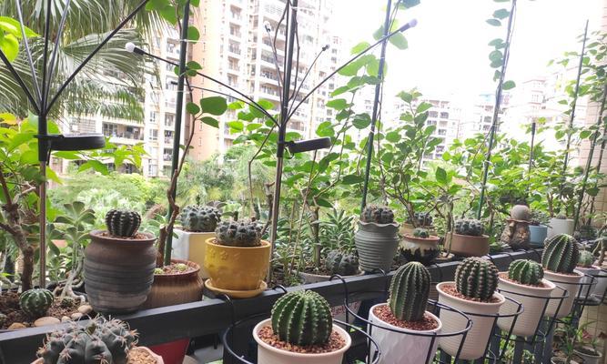 开花仙人球种球种植步骤详解