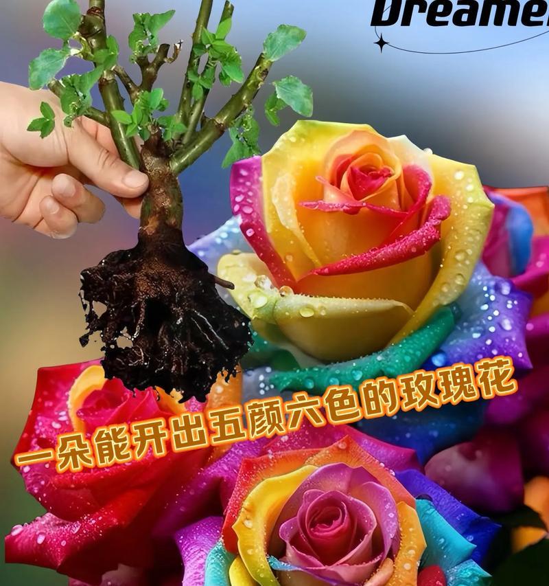 玫瑰花种植多株时应注意什么？步骤是怎样的？
