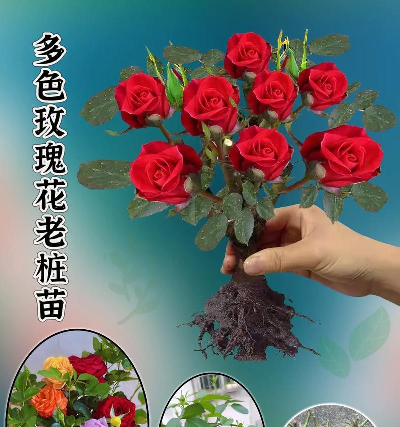 玫瑰花种植多株时应注意什么？步骤是怎样的？