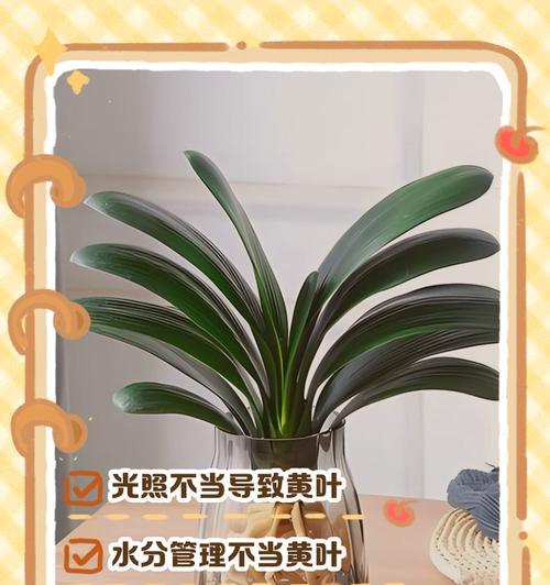 君子兰叶子中间发黄点的原因及解决办法是什么？