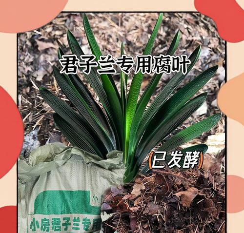 君子兰叶子中间发黄点的原因及解决办法是什么？