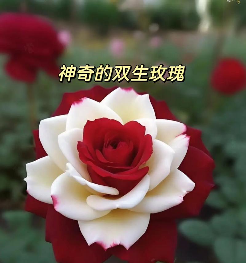 钓鱼爱好者的瑰宝：探索饵料制作的玫瑰花品种