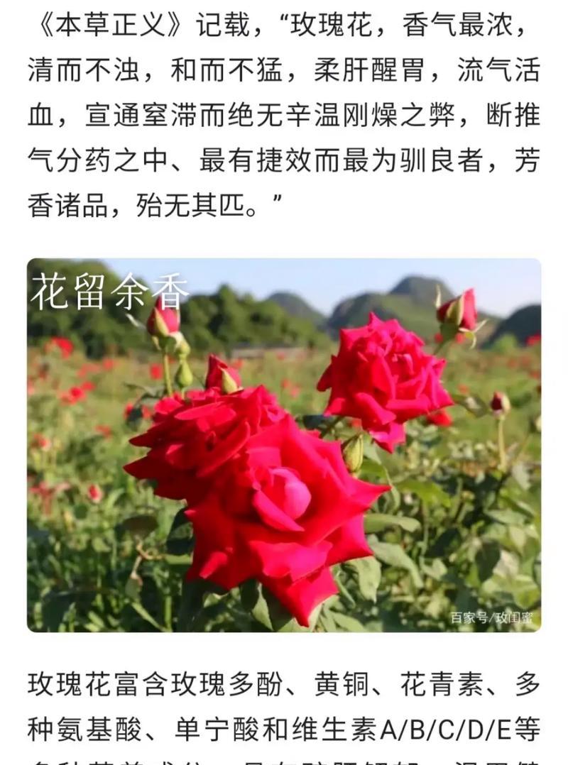 钓鱼爱好者的瑰宝：探索饵料制作的玫瑰花品种
