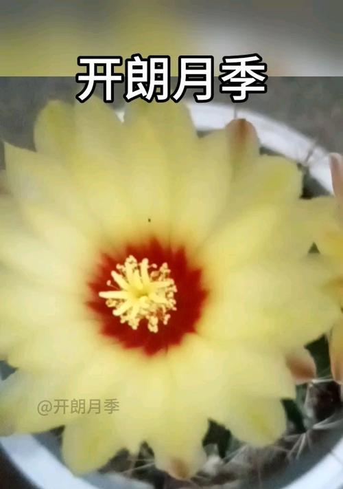 仙人球龙王的培养方法：成为仙人球养殖高手
