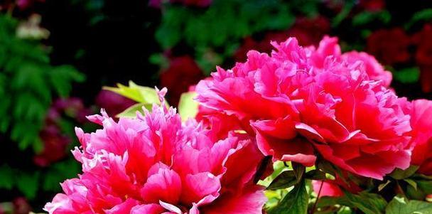 牡丹花单枝花的养护方法是什么？如何保持花期长？