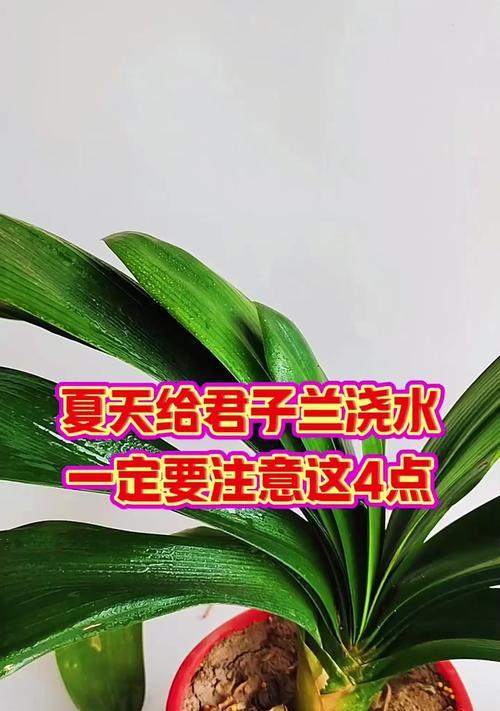 君子兰在20度环境下如何正确浇水？