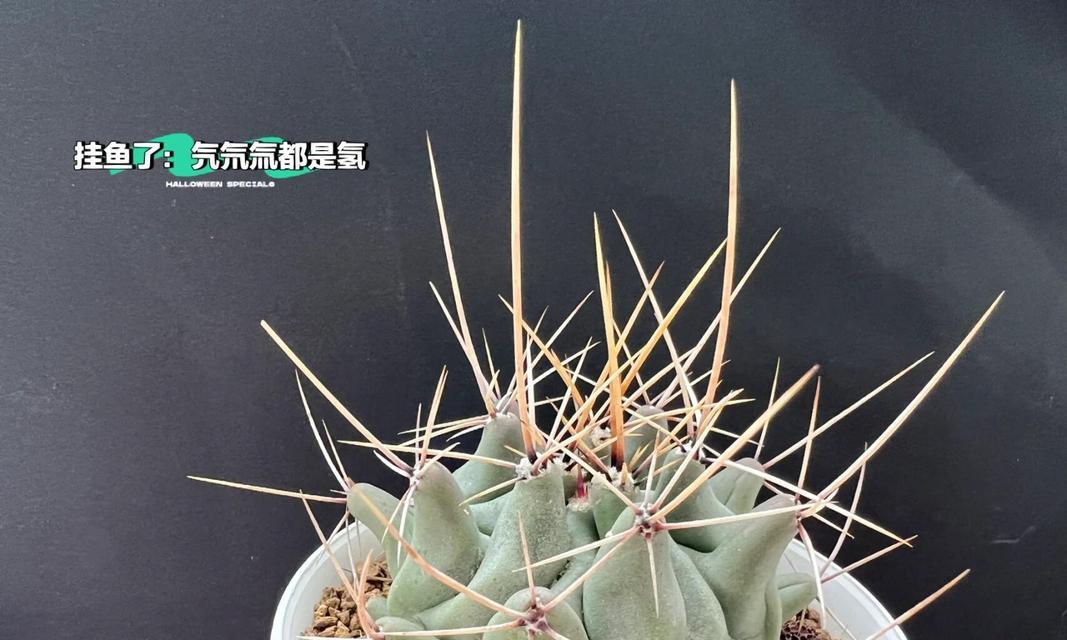 仙人掌的冬季养护方法是什么？