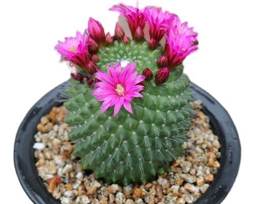 仙人掌有刺如何开花？开花后应该怎么养护？