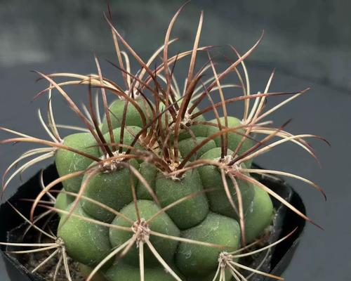仙人掌有刺如何开花？开花后应该怎么养护？