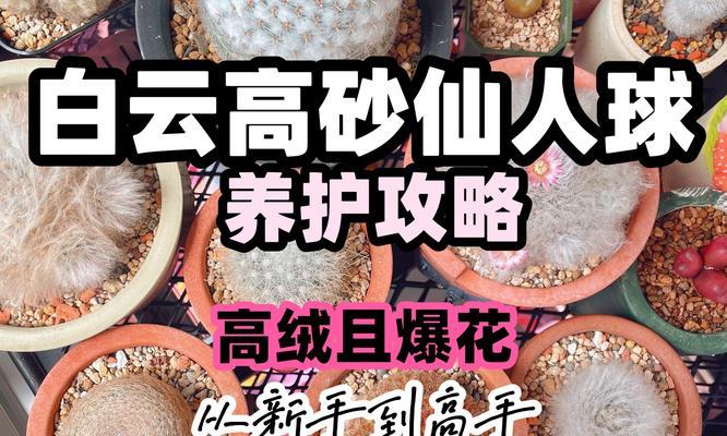 石谷子仙人球养护方法是什么？