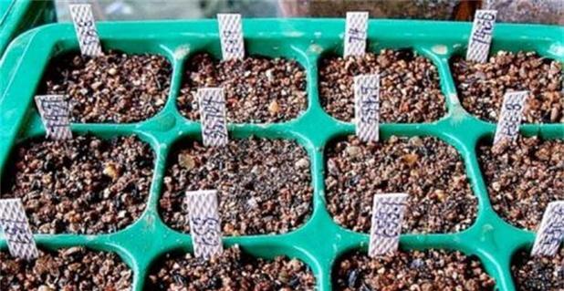 火龙果三棱柱仙人掌种植方法是什么？