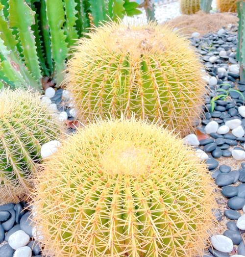 火龙果三棱柱仙人掌种植方法是什么？