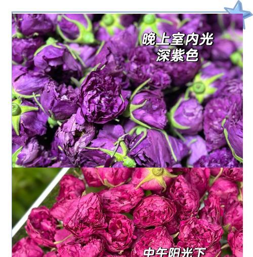 渐变玫瑰花不加花瓣的原因探究