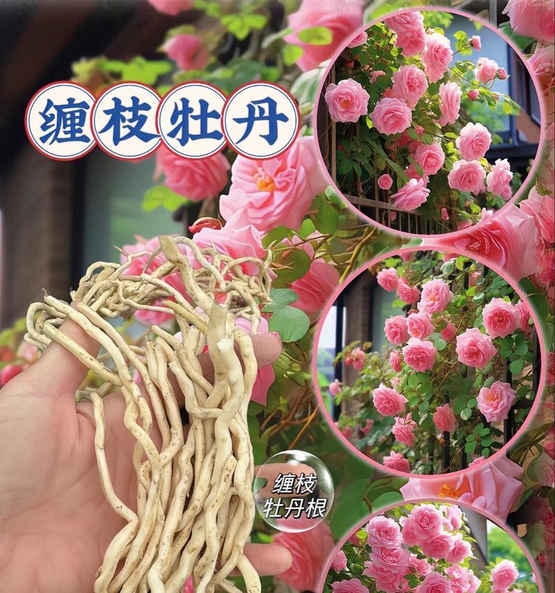 黄金牡丹花缠花的养护管理方法