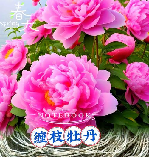 黄金牡丹花缠花的养护管理方法