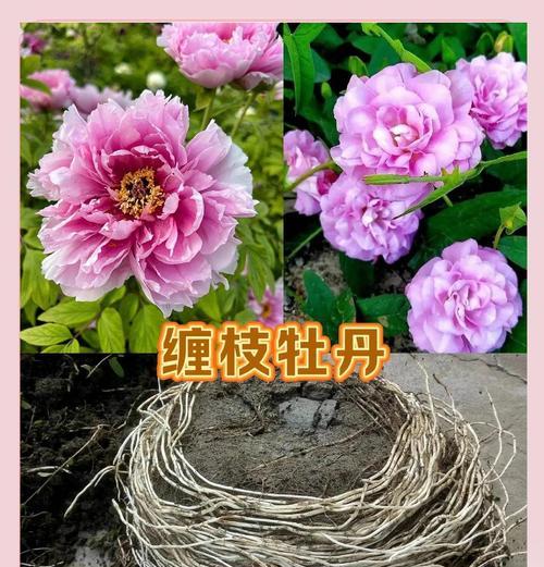 黄金牡丹花缠花的养护管理方法