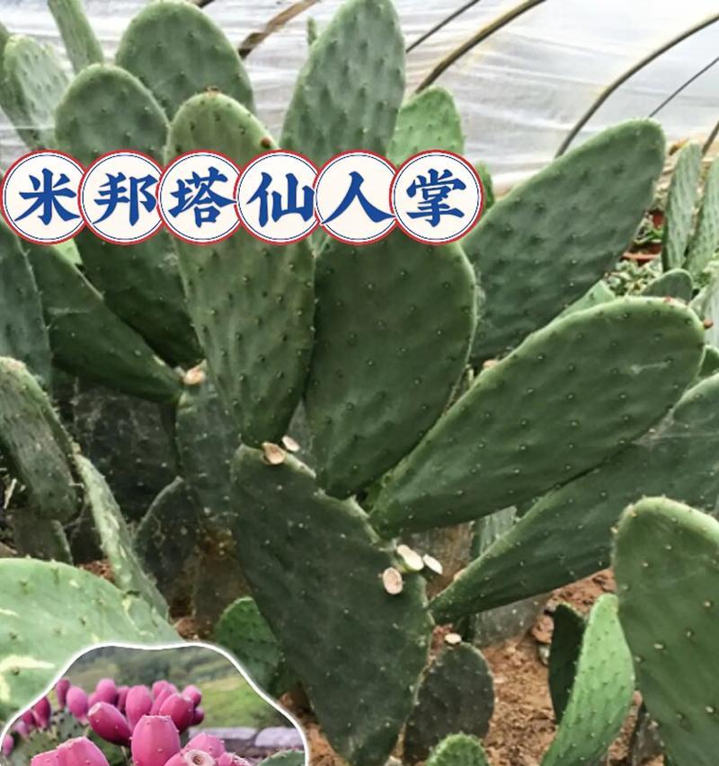 胶盆中如何养出美观的仙人掌？养仙人掌的美观技巧有哪些？