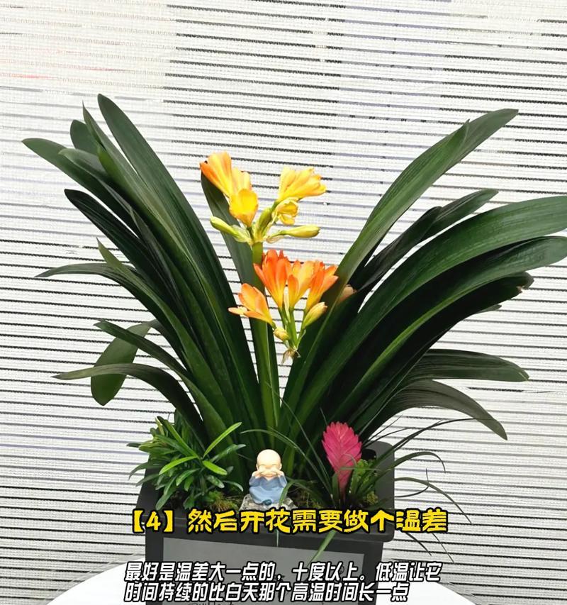 君子兰精品带花苞吗？如何正确养护？