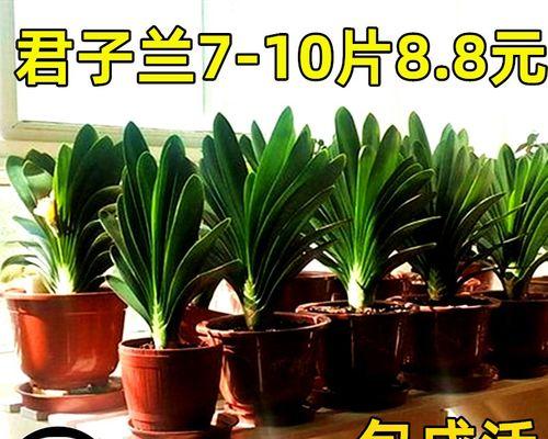 君子兰精品带花苞吗？如何正确养护？