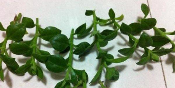 牡丹花出现黄叶应该怎么办？有哪些补救措施？