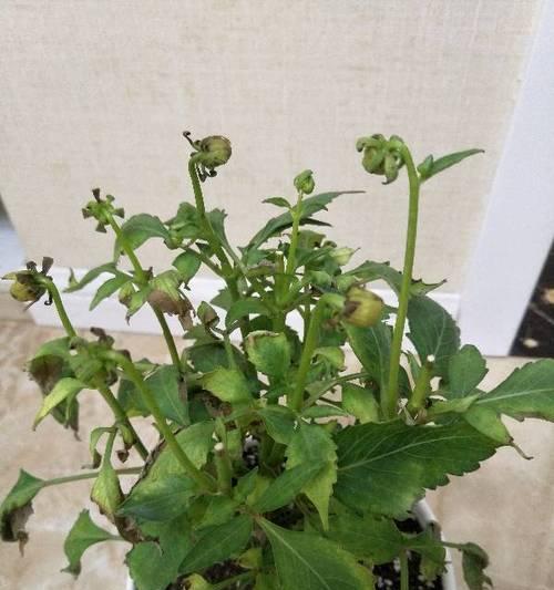 牡丹花出现黄叶应该怎么办？有哪些补救措施？