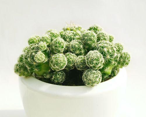 白鸟仙人球的相似植物有哪些？