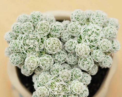 白鸟仙人球的相似植物有哪些？