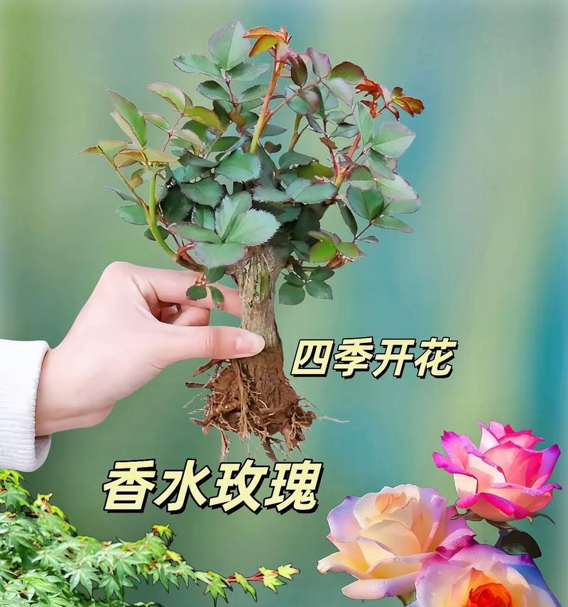 玫瑰花老桩盆栽种植技巧是什么？