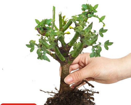 玫瑰花老桩盆栽种植技巧是什么？